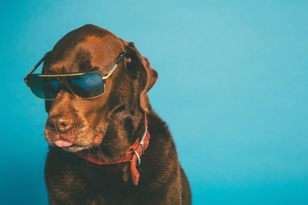 ¿Gafas para perros? - Farmaoptics